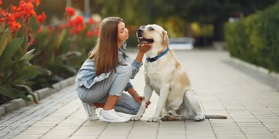 A complete Guid To puppy Training