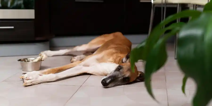 why is my dog not eating causes and what to do?