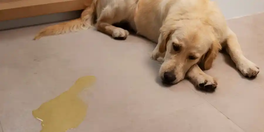 My Dog is vomiting Yellow Foam