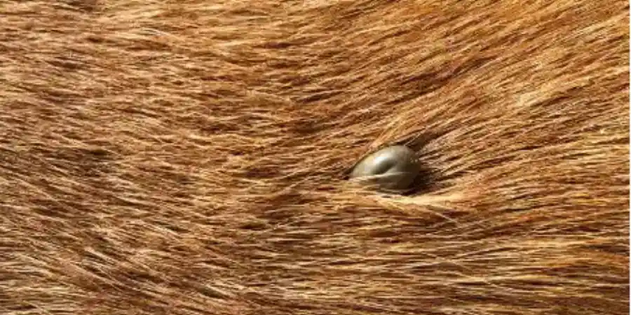 Symptoms of Ticks on Dogs