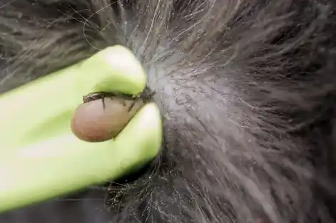 How To Remove Ticks From Dogs