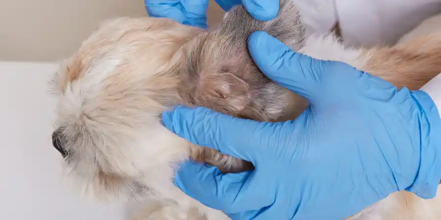 How to Get Rid of a Yeast Infection in Your Dog's Ear