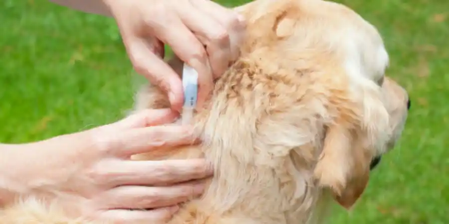 What Does A Flea Bite Look Like On a Dog?