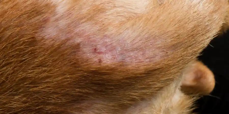 What Does A Flea Bite Look Like On a Dog?