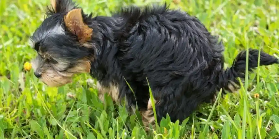 What To Do If Your Dog Has Diarrhea But Is Acting Fine