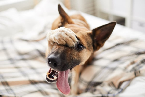 What To Do If Your Dog Has Diarrhea But Is Acting Fine
