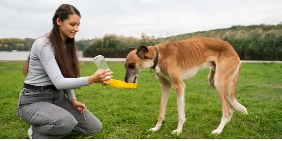 why is my dog drinking so much water