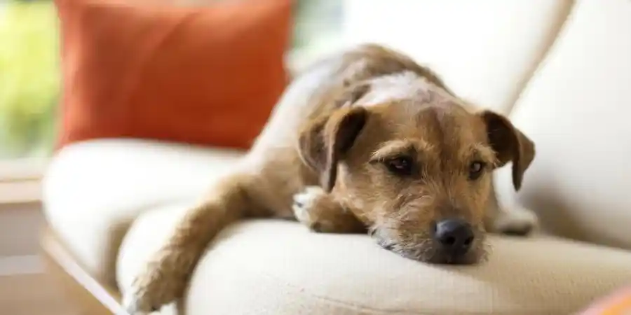 Blood in Stool What it Means for Your Dog