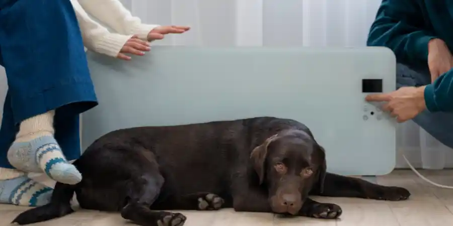 Dog Behaviour Before Death Key Sign And what to Do