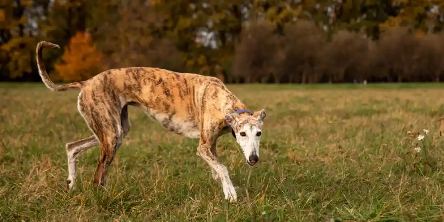 How to Strengthen old dog's hind legs