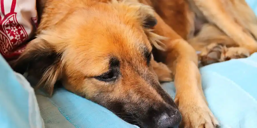 How to Tell if Your Dog is Sick 