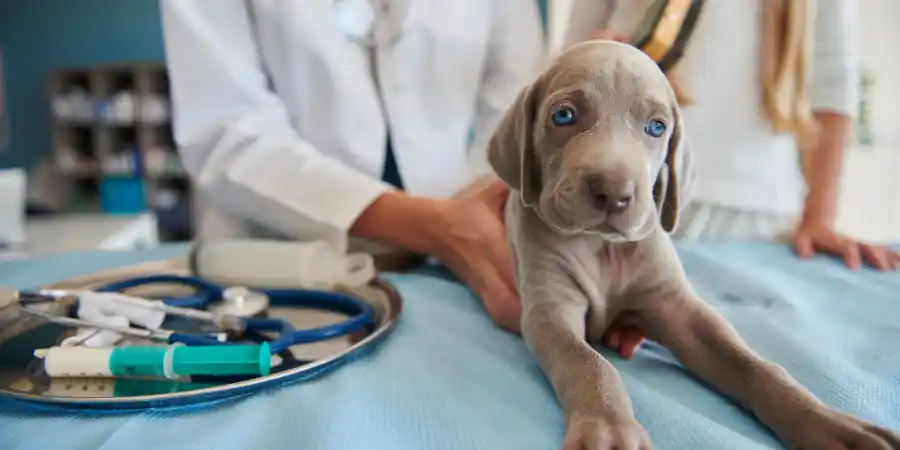How to Tell if Your Dog is Sick