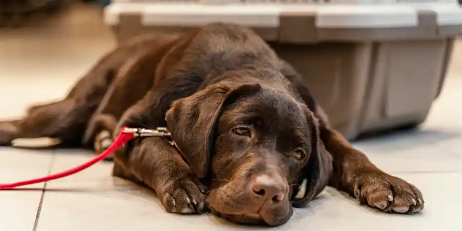 My Dog Has Heart Failure When Is It Time to Put Him to Sleep