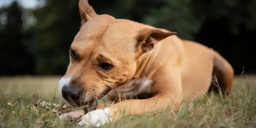 All You Need to Know about Rashes in Dog