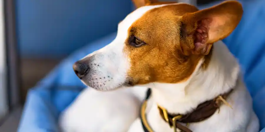 Parvovirus in Dogs Early Detection and Vaccination Can Save Lives