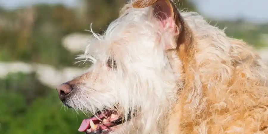 Senior Dog Nose Dripping Causes, Care & Comfort