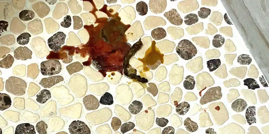What Does Blood in a Dog’s Poop Look Like