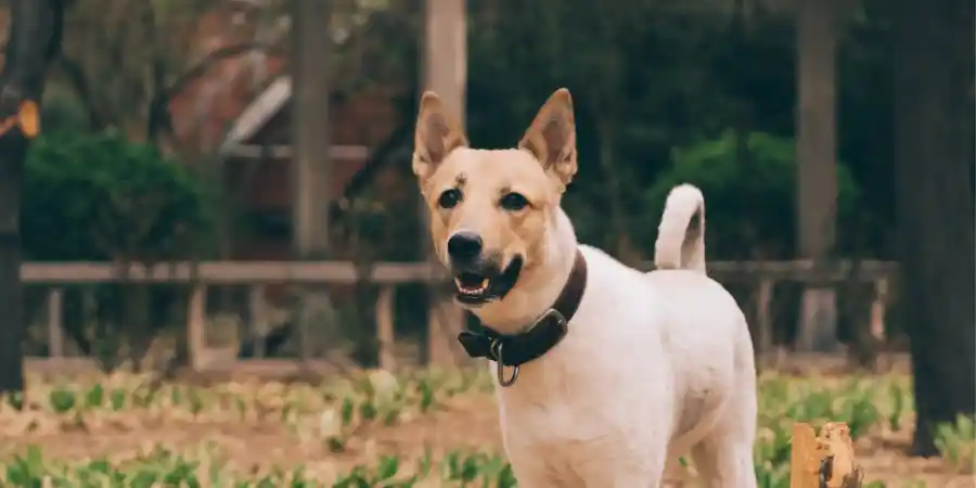 mydogwell. home page