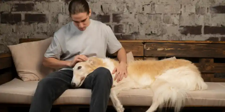 reasons to consider euthanising your sick or elderly dog