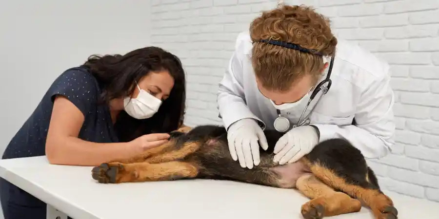 Dog Behaviour Changes After Vaccination