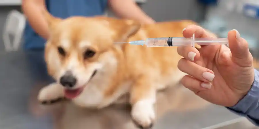 Dog Shaking After Vaccination Is It Serious