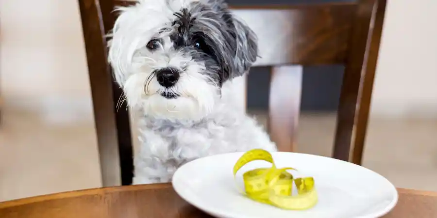 Dog Vaccine Side Effects What Is Normal and What Is Not