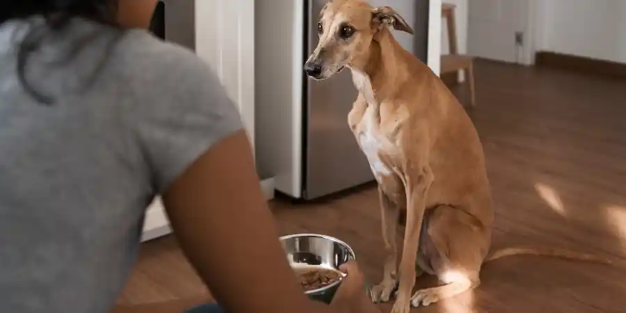 Why Is My Dog Not Eating After Vaccination