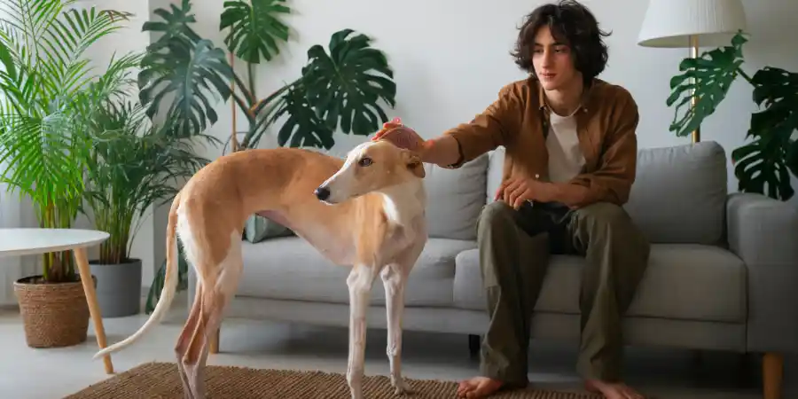 Dog Behavior Changes Causes and Solutions