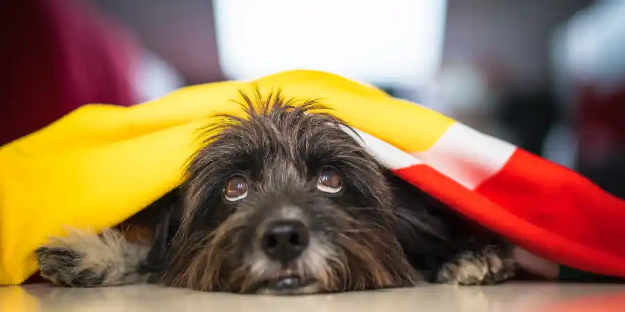 Dog Suddenly Hiding What Does It Mean