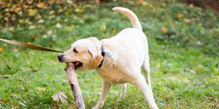 Dog tail chewing