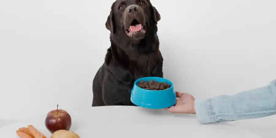 Reasons Why Your Dog Is Eating Treats But Not Their Food