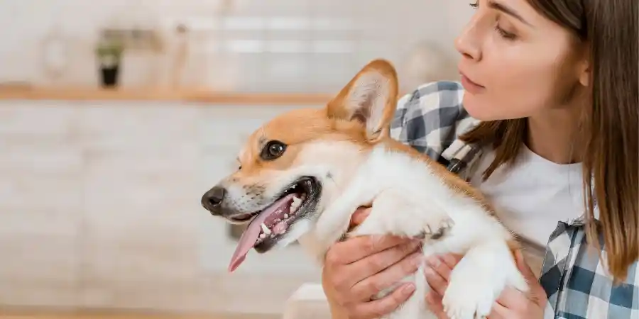 How to Tell If Your Dog Has a Toothache: Signs and What to Do