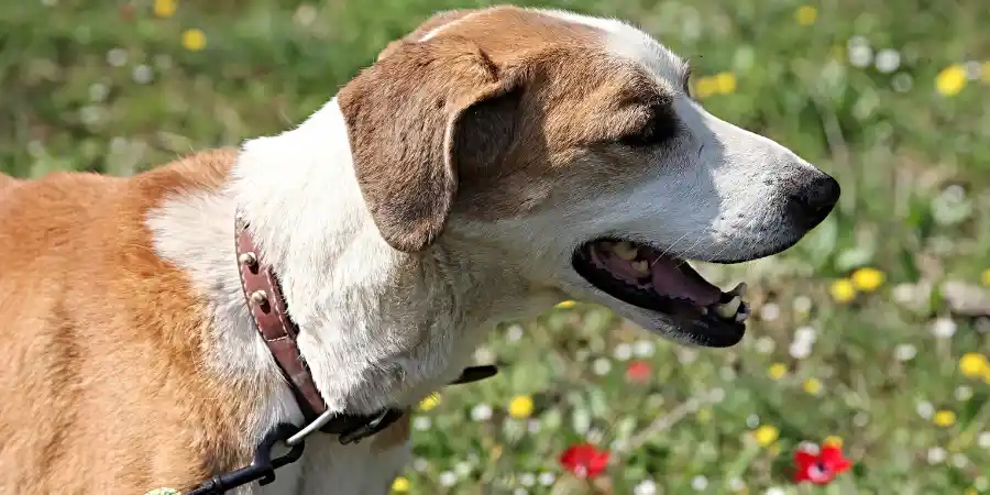 how can i tell if my dog is choking